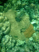 ปะการังสมองร่องเล็ก อ่าวสอง เกาะอาดัง จ.สตูล
