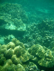 ปะการัง อ่าวสอง เกาะอาดัง จ.สตูล